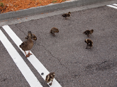 [Momma mallard and one duckling stand on the white stripes marking the parking spots while the other five ducklings either stand or preen themselves on the concrete. This area is at the edge of the parking lot and mulch is seen at the top of the photo. ]